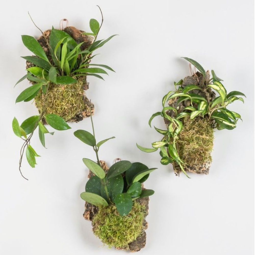 Hoya Cork Mount - Green